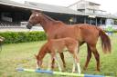 Yegua de ganader&iacute;a KWPN Caballo de Deporte Neerland&eacute;s En venta 2014 Alaz&aacute;n