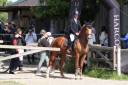 Caballo castrado Silla Franc&eacute;s En venta 2019 Alaz&aacute;n por ZANDOR Z