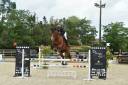 Caballo castrado Silla Franc&eacute;s En venta 2019 Bayo por FETICHE DU PAS