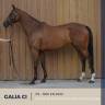 Yegua Pura Sangre En venta 2022 Bayo por RULER OF THE WORLD (IRE)
