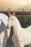 Potranca Lusitano En venta 2026 Cremello por Rei Du Parc