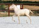 Potro Lusitano En venta 2026 Perlino por Rei Du Parc