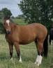 Caballo castrado Franca-Monta&ntilde;a En venta 2024 Bayo