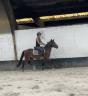 Caballo castrado New Forest En venta 2023 Bayo