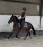 Caballo castrado New Forest En venta 2023 Bayo