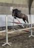 Caballo castrado New Forest En venta 2023 Bayo