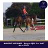 Caballo castrado AQPS En venta 2022 Bayo