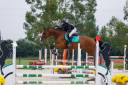 Yegua Silla Franc&eacute;s En venta 2012 Bayo por DAMIRO B