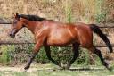 Yegua de ganader&iacute;a Trot&oacute;n Franc&eacute;s En venta 2018 Bayo
