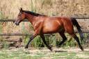 Yegua de ganader&iacute;a Trot&oacute;n Franc&eacute;s En venta 2018 Bayo