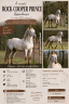 Semental Appaloosa En venta 2014 Otra capa