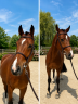 Caballo castrado Zangersheide En venta 2021 Bayo por tangelo