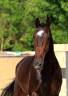 Caballo castrado KWPN Caballo de Deporte Neerland&eacute;s En venta 2018 Bayo moreno