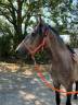 Caballo castrado Barbe En venta 2022 Tordo por Sileh (Alg)