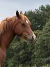 Yegua Welsh Part Bred En venta 2021 Alaz&aacute;n