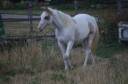 Yegua Paint Horse En venta 2024 Tobiano por MHW Milky Steadysugar