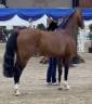 Potranca PFS Poni Fran&ccedil;&eacute;s de Silla En venta 2026 Pelo de vaca por DOUBLE PLEASURE