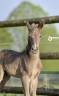 Potro KWPN Caballo de Deporte Neerland&eacute;s En venta 2026 Otra capa