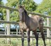 Potro KWPN Caballo de Deporte Neerland&eacute;s En venta 2026 Grullo