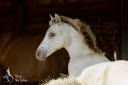 Potro KWPN Caballo de Deporte Neerland&eacute;s En venta 2026 Champagne