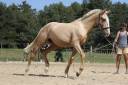 Caballo entero Lusitano En venta 2024 Bayo moreno
