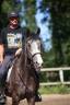 Caballo castrado Pura Sangre En venta 2021 Tordo