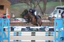 Caballo castrado PFS Poni Fran&ccedil;&eacute;s de Silla En venta 2015 Bayo