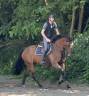 Yegua KWPN Caballo de Deporte Neerland&eacute;s En venta 2014 Bayo