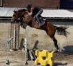Yegua sBs Caballo de Deporte Belga En venta 2020 Bayo