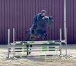 Yegua BWP Caballo de Sangre Belga En venta 2018 Bayo