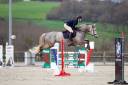 Caballo castrado Silla Franc&eacute;s En venta 2015 Roano por URANO DE CARTIGNY