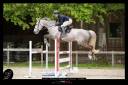 Caballo castrado Silla Franc&eacute;s En venta 2015 Roano por URANO DE CARTIGNY
