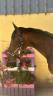 Caballo castrado Silla Franc&eacute;s En venta 2023 Bayo moreno por up to you