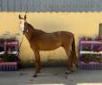 Caballo castrado Silla Franc&eacute;s En venta 2023 Alaz&aacute;n por EIFFEL DE HUS