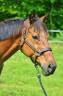 Caballo castrado Pura Sangre Ingl&eacute;s En venta 2016 Bayo