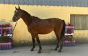 Caballo castrado Silla Franc&eacute;s En venta 2023 Bayo por Canturano(DEU)