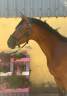 Caballo castrado Silla Franc&eacute;s En venta 2023 Bayo por Tr&eacute;sor Mail - SF