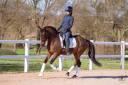 Caballo castrado Caballo de Deporte Alem&aacute;n En venta 2020 Bayo