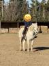 Yegua Camargue En venta 2017 Blanco