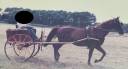 Coche enganches - Calesa - Otra marca -  