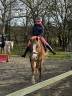 Caballo castrado Welsh Part Bred En venta 2015 Alaz&aacute;n por Mister Van Het Schaverdijke