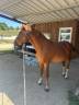 Caballo castrado Welsh Part Bred En venta 2015 Alaz&aacute;n por Mister Van Het Schaverdijke