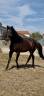 Caballo entero PRE Pura Raza Espa&ntilde;ola En venta 2021 Negro