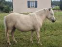 Potranca Shetland En venta 2024 Palomino