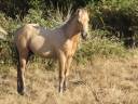 Caballo castrado Connemara En venta 2026 Isabelo