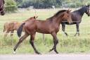 Yegua KWPN Caballo de Deporte Neerland&eacute;s En venta 2026 Bayo moreno por Dutch Dream