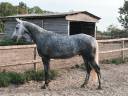 Caballo castrado Silla Franc&eacute;s En venta 2021 Tordo