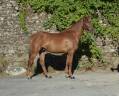 Caballo castrado Silla Franc&eacute;s En venta 2022 Alaz&aacute;n por Quartz rouge