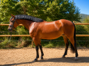 Yegua PFS Poni Fran&ccedil;&eacute;s de Silla En venta 2021 Bayo