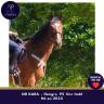 Caballo castrado Pura Sangre En venta 2022 Bayo